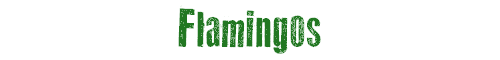 Flamingos