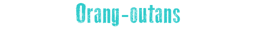 Orang-Outans