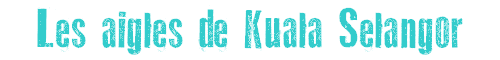 Les aigles de Kuala Selangor
