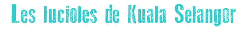 Les lucioles de Kuala Selangor