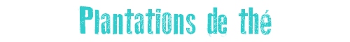 Plantation de th