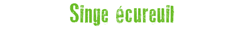 Singe cureuil