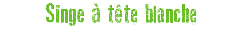 Singe  tte blanche