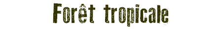 Foret tropicale