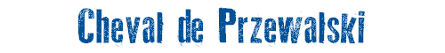 Cheval de Przewalski